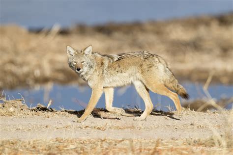 are there coyotes in new mexico